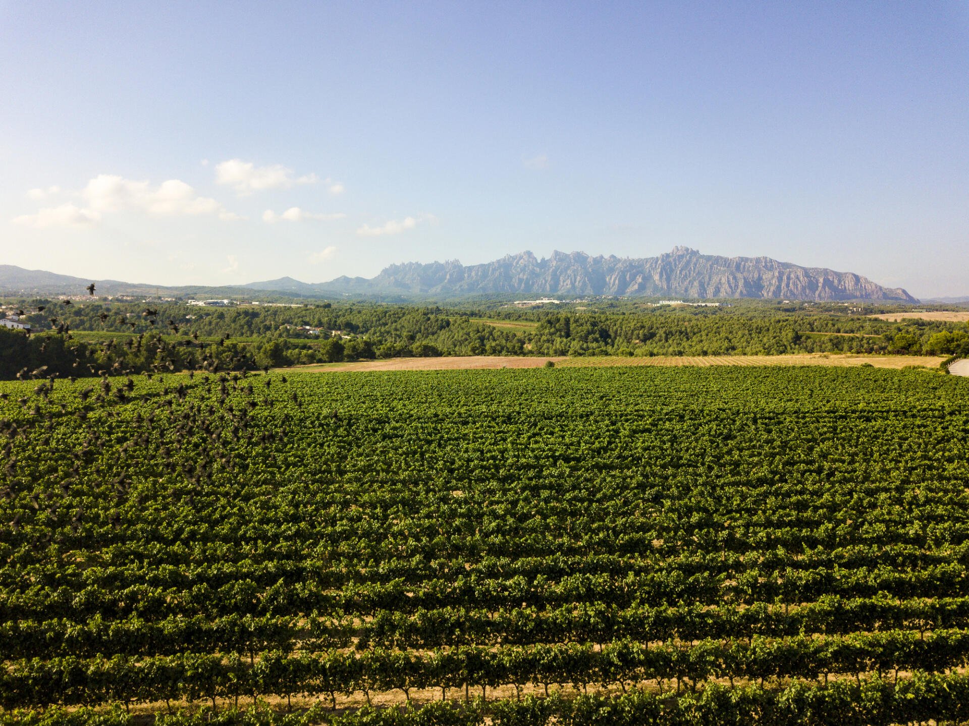 Weinbau findet in Katalonien vom Meer bis zu den Bergen statt.