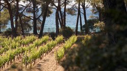 Domaines Ott Clos Mireille