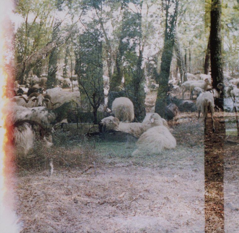 Fotografie aus der Serie «My Land Is Your Land».