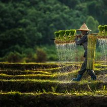 Reisbauer in Asien bei der Arbeit: Die Krise als Dauerzustand akzeptieren.