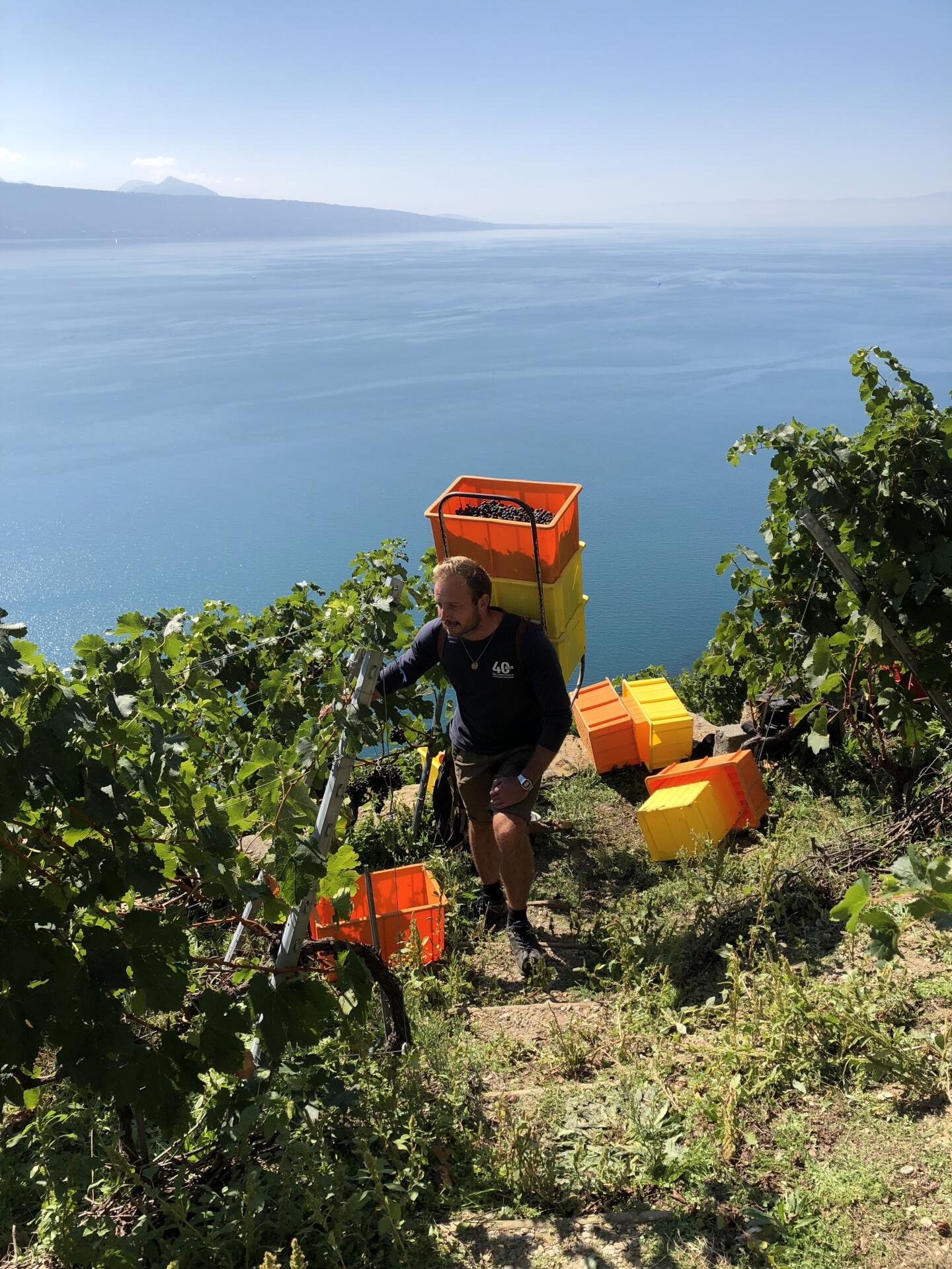Weinlese in den Steillagen des Lavaux? Knochenarbeit!