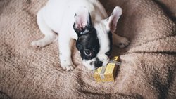 Weihnachten: Auch Hunde können sich immer öfter über Geschenke freuen.