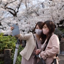 Tokio während der traditionellen Kirschblüte: Japaner gelten als reiselustig.