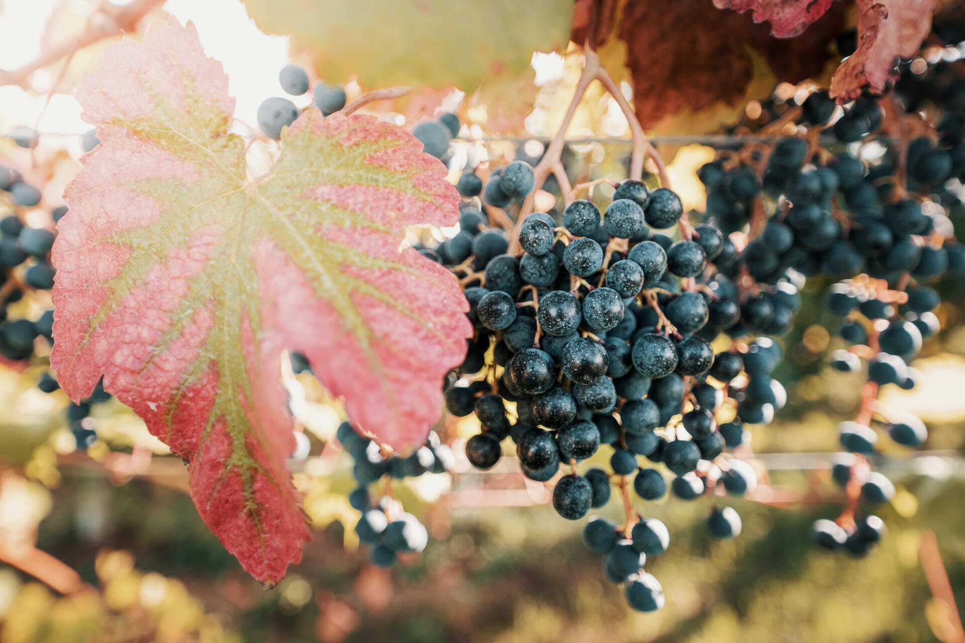 Lambrusco-Sorten sind die Grundlage für den gleichnamigen Frizzante.