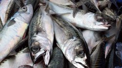 Makrelen: Meere und Seen können die Nachfrage künftig nicht mehr befriedigen.   Keystone