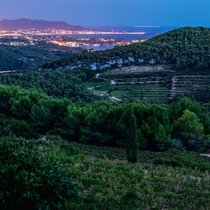 Das Anbaugebiet Bandol in Südfrankreich ist eine Mourvèdre-Hochburg. Die Sorte liefert hier Stoff für gehaltvolle Rosés und kräftige, aber elegante Rotweine.
