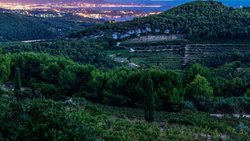 Das Anbaugebiet Bandol in Südfrankreich ist eine Mourvèdre-Hochburg. Die Sorte liefert hier Stoff für gehaltvolle Rosés und kräftige, aber elegante Rotweine.