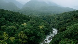 River running through lush green forest in rain, Yakushima Island, Japan