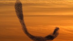 Vogelschwarm in Israel.