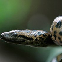 Solitäres Tier: Schlangen gelten als heimtückisch, verlogen und unberechenbar. Keystone