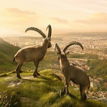 Werbe-Ikonen: Die Steinböcke sollen ein authentisches Bild des Bergkantons vermitteln. PR