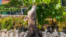 Schafe lieben Trauben. Die Rebsorte Pecorino soll wegen der Naschsucht der wolligen Huftiere so heissen.