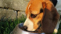 Hundefutter: Immer häufiger ohne Gluten.  Pexels