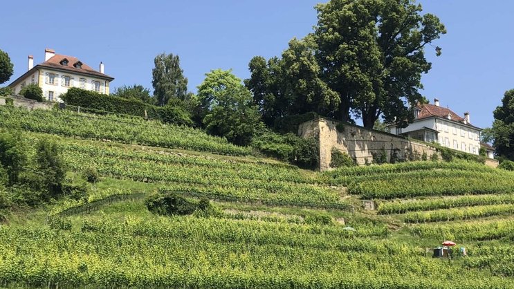 Die Region Vully am Murtensee – im Bild die Rebberge von Salavaux – ist die einzige interkantonale Weinappellation der Schweiz.