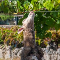 Schafe lieben Trauben. Die Rebsorte Pecorino soll wegen der Naschsucht der wolligen Huftiere so heissen.