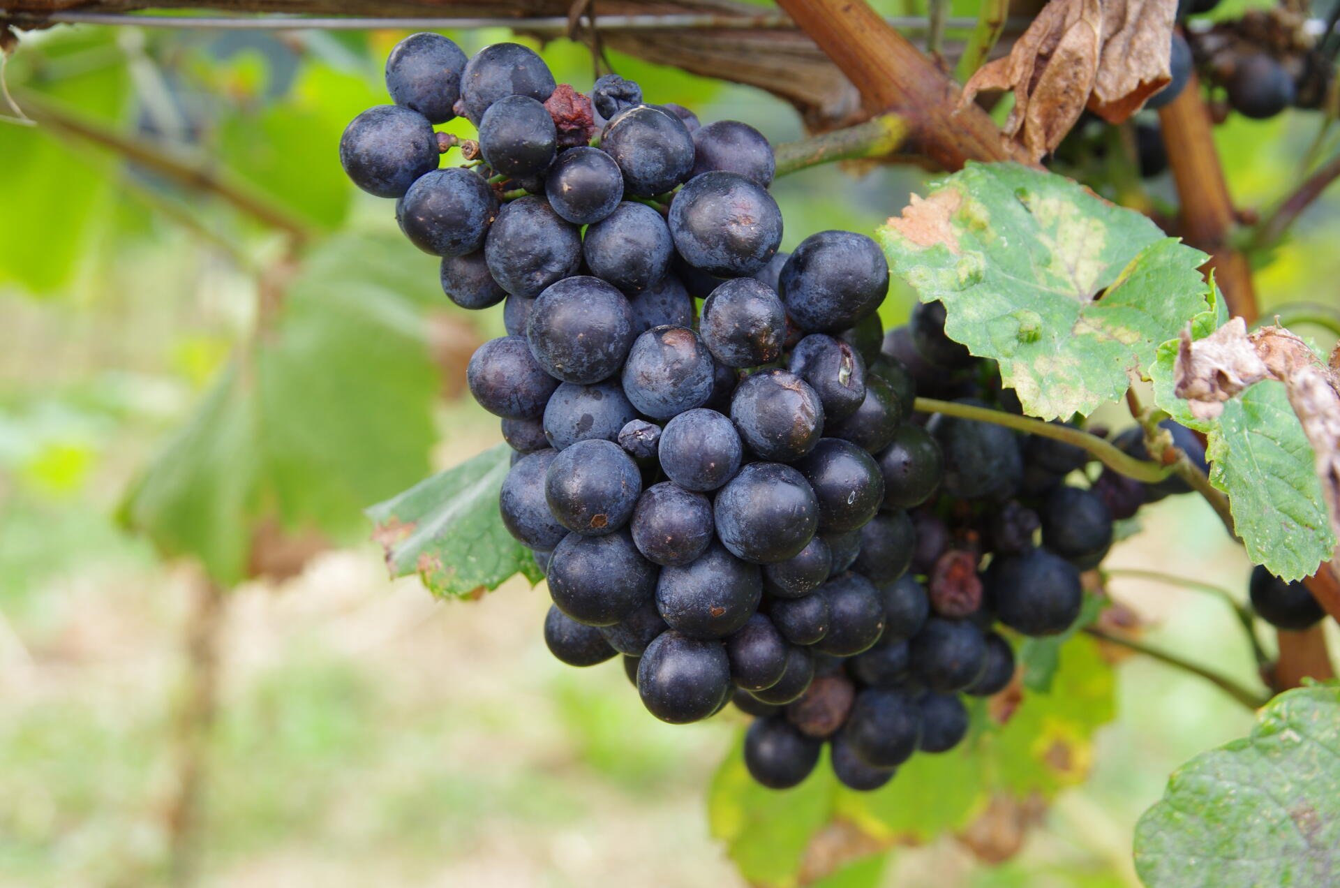 Der Plant Robert, eine alte, qualitativ besonders interessante Gamay-Varietät, gehört zu ProSpecieRara.