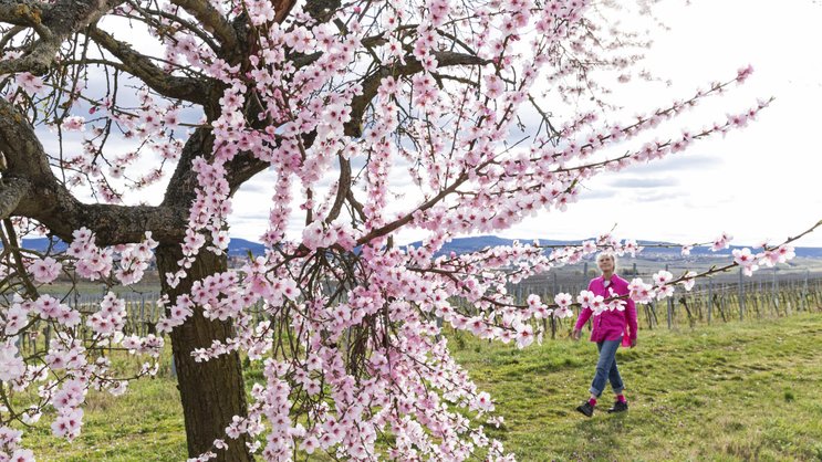 Weinwandern im Frühling: Die Reben zeigen schüchterne Ansätze von jungen Blättchen, aber Bäume und Blumen zwischen den Rebzeilen blühen um die Wette.