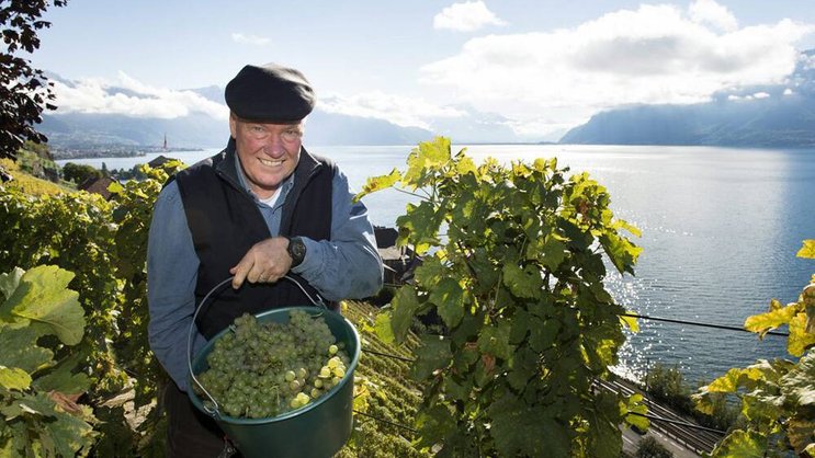 Wümmet am Genfer See: Jean-Claude Biver in den Trauben von Saint-Saphorin. (Bild: Keystone)