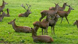 Rothirsche: Die Herde zieht weiter, wenn rund 60 Prozent der Tiere aufstehen.Keystone