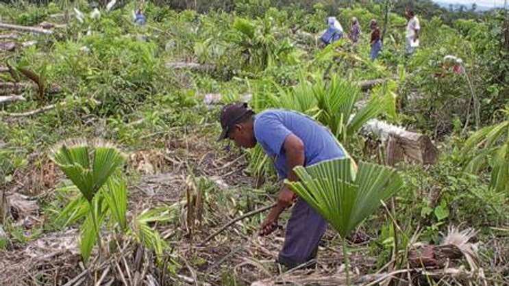 Gedeiht prächtig: Edelholzplantage von The Tree Partner Company AG in Panama.