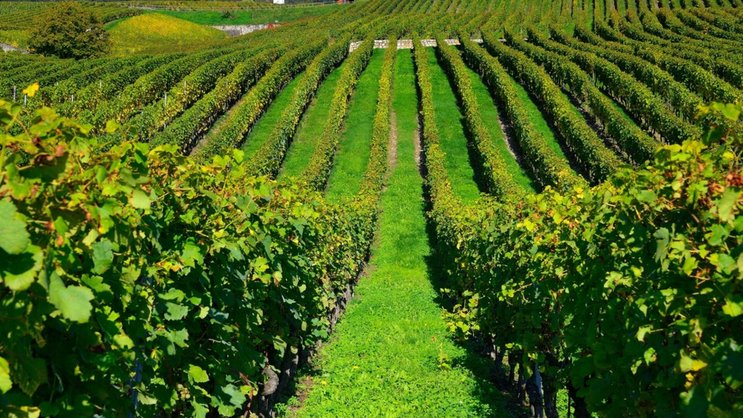 Der Gamaret wurde in der Waadt «geboren» bzw. aus Gamay und Reichensteiner gekreuzt. Die grösste Fläche nimmt er mit 146 Hektar in seinem Heimatkanton ein (im Bild die Waadtländer Côte).