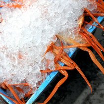 Schneekrabbe: Norwegen will verhindern, dass EU-Schiffe sie vor der Küste Spitzbergens ohne Einverständnis fangen.
