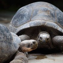 Riesenschildkröten: Warten bis zum ersten Sex ein paar Jahrzehnte ab. Keystone