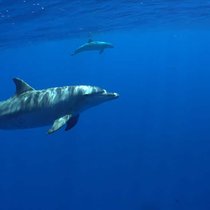 Jeder Delfin hat einen Namen, der aus einer Abfolge von Pfeiftönen besteht, die der Delfin für sich selber kreiert hat.