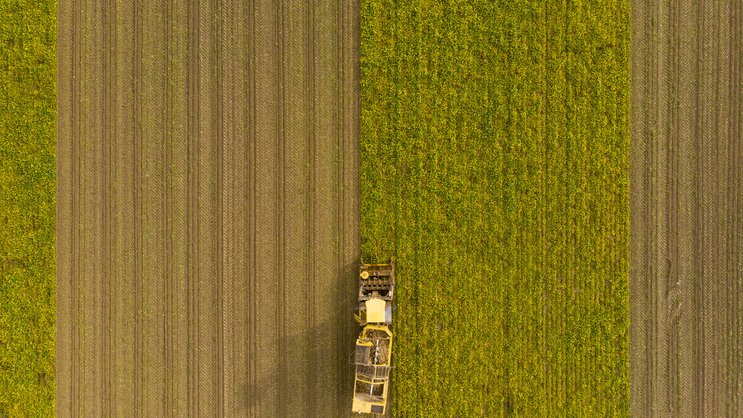Monokultur birgt Risiken: Zuckerrüben-Feld in der Waadt mit am Closterovirus erkrankten Pflanzen.