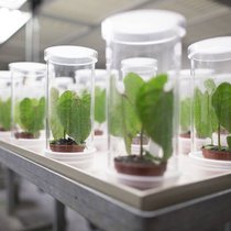 Syngenta: Das Unternehmen sichert die Rendite mit Massenentlassungen.  Keystone
