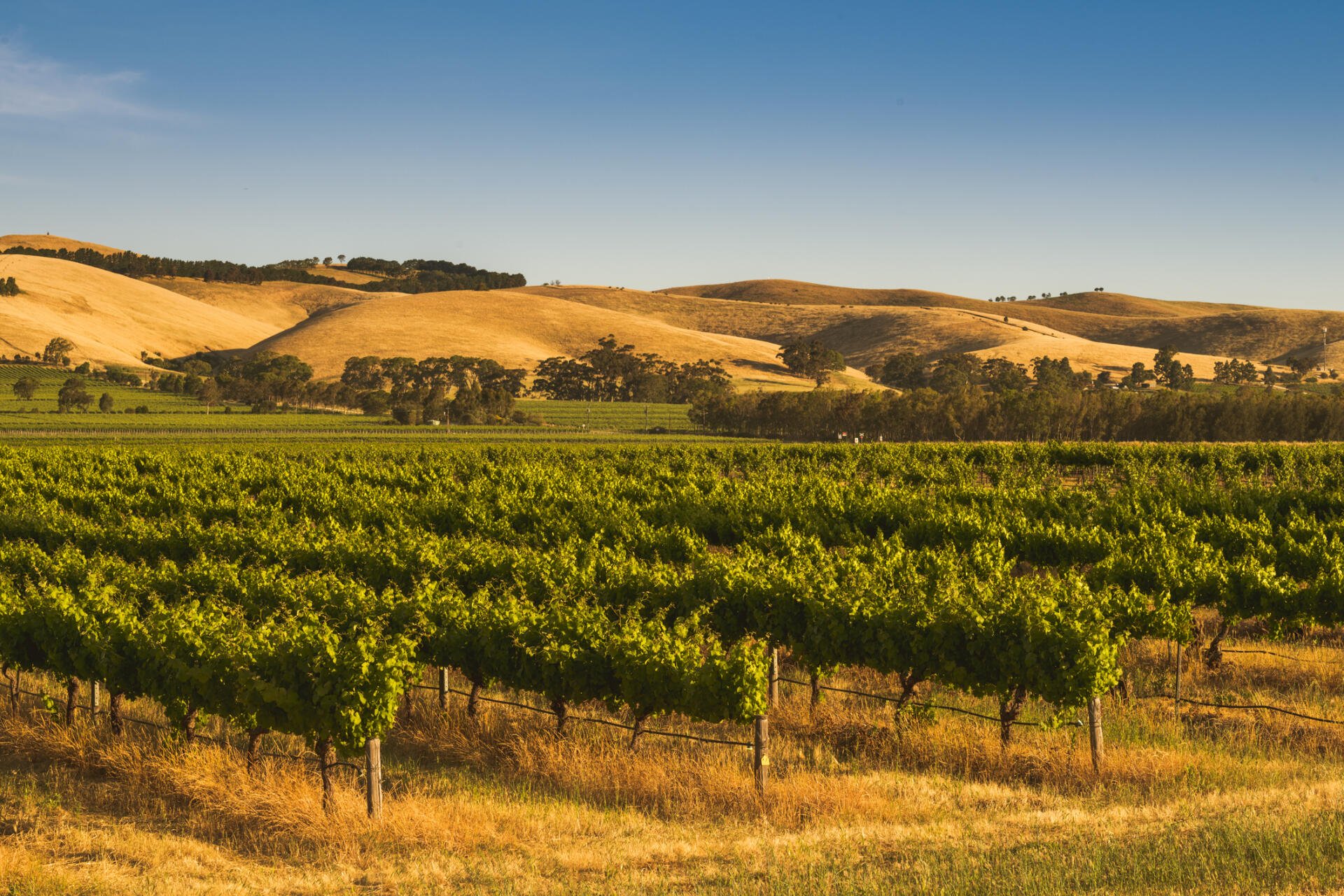 Barossa Valley, South Australia, Australia. Vineyard at sunset.