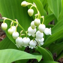 Maiglöckchen sind ein Zeichen für den Frühling - sind es fallende Aktienkurse auch?