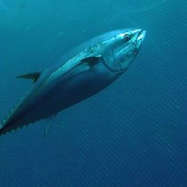 Zu Tode geschrumpft: Die Wirtschaft kann von den Thunfischen lernen.OCEANA/Thierry Lannoy