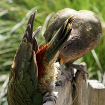 Keas: Viele Tiere bereiten sich spielend auf Notfälle vor.  CC/Flickr