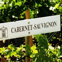 Cabernet Sauvignon ist die weltweit die meistangebaute Rebsorte. Sieben Prozent der weltweiten Anbauflächen sind damit bestockt.