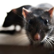 Ratten: Die kleinen Tierchen können sogar Sprachen unterscheiden. Matt Baume/CC/Flickr