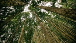Wald: Wirtschaftlicher Erfolg und Nachhaltigkeit sind kein Gegensatz. Pixabay