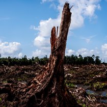 Die Kosten des billigen Snacks: Für eine Palmölplantage gerodetes Waldstück eines früheren Nationalparks auf Borneo (Indonesien).
