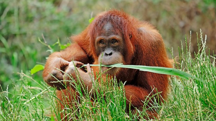 Orang-Utans: In freier Wildbahn sind sie reine Pflanzenfresser.