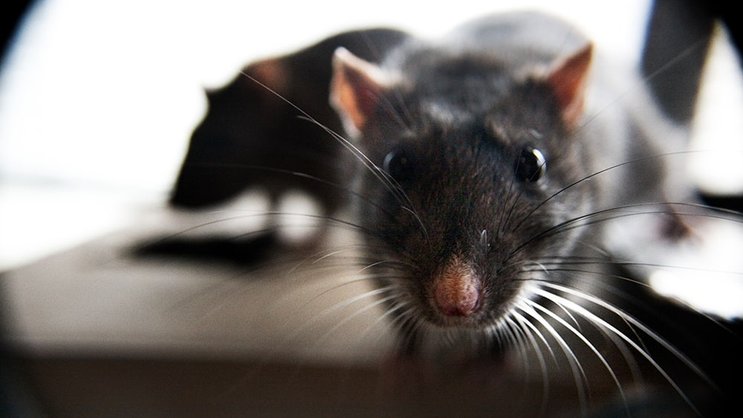 Ratten: Die kleinen Tierchen können sogar Sprachen unterscheiden. Matt Baume/CC/Flickr