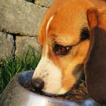 Hundefutter: Immer häufiger ohne Gluten.  Pexels