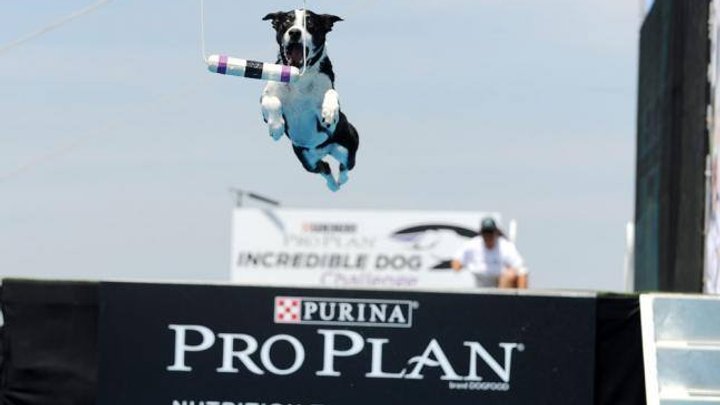 tierfutter_purina.jpg